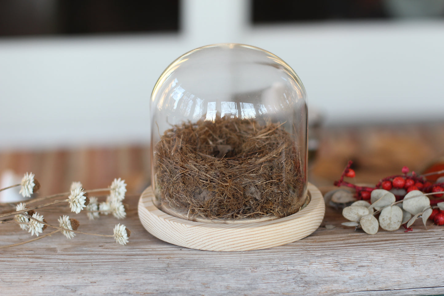 Medium Dome / Cloche With Bird’s Nest
