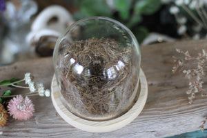 Medium Dome / Cloche With Bird’s Nest