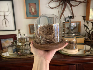 Medium Dome / Cloche With Bird’s Nest