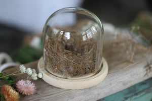 Medium Dome / Cloche With Bird’s Nest