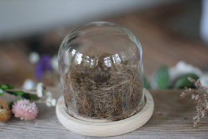 Medium Dome / Cloche With Bird’s Nest