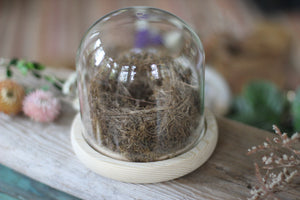 Medium Dome / Cloche With Bird’s Nest