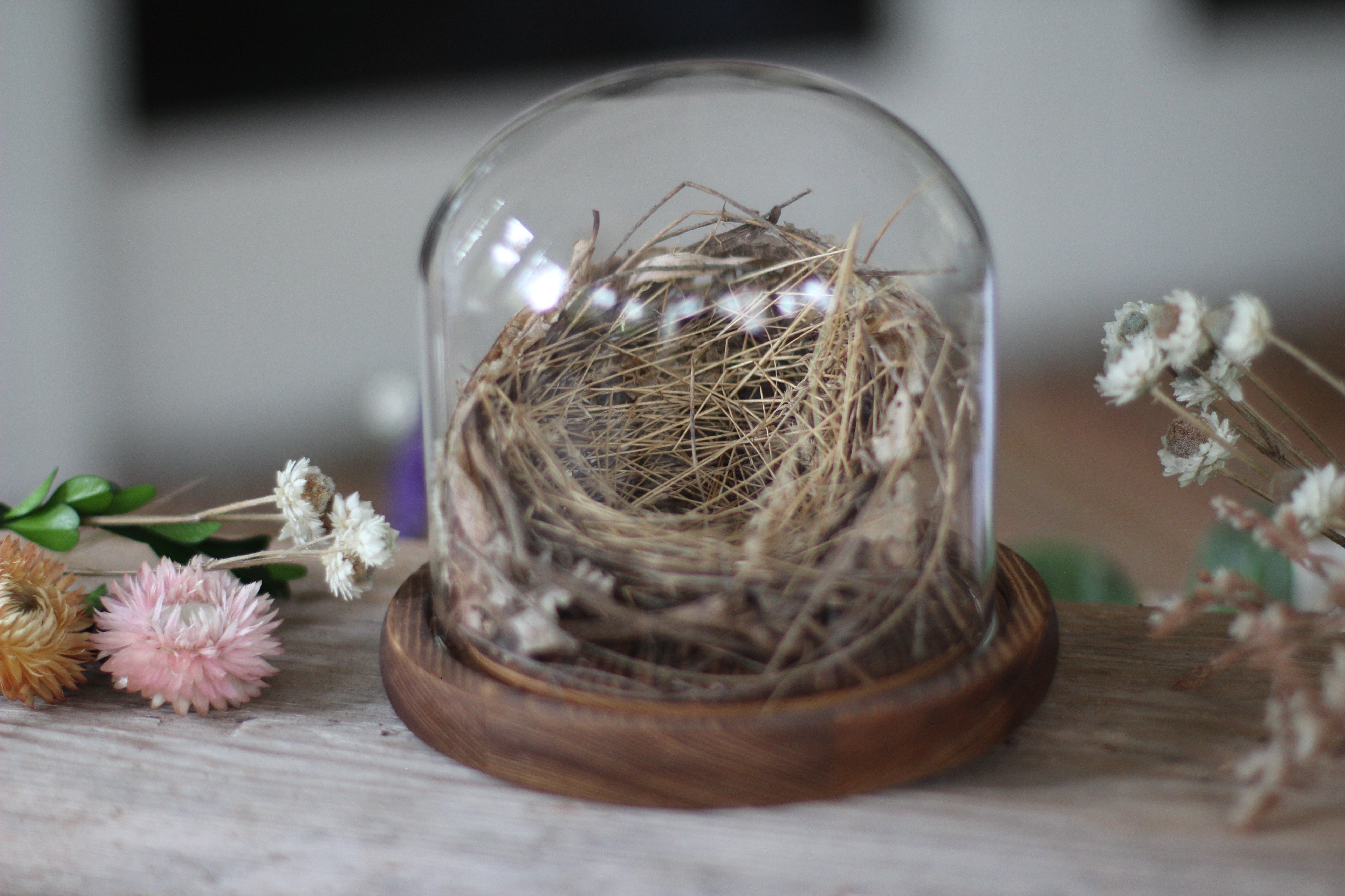 Medium Dome / Cloche With Bird’s Nest